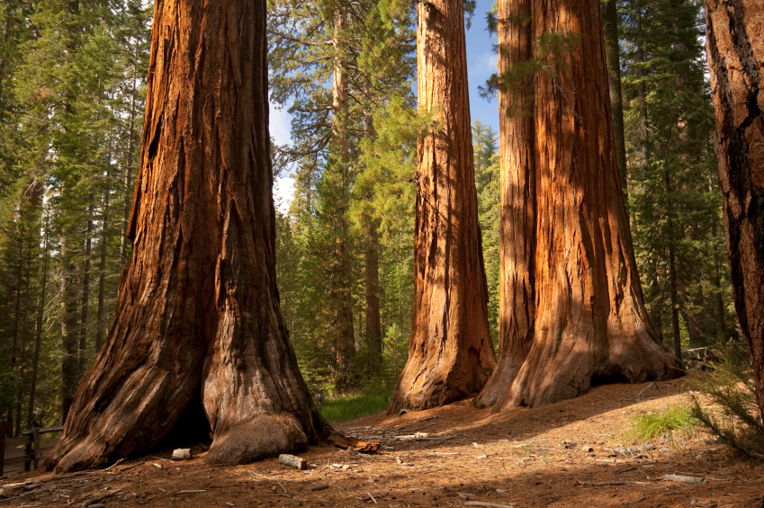 HIKE Sequoia and Kings Canyon National Parks