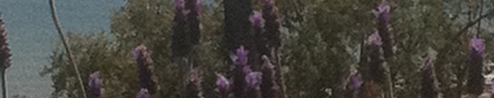 Ventura’s Grant Park and Serra Cross