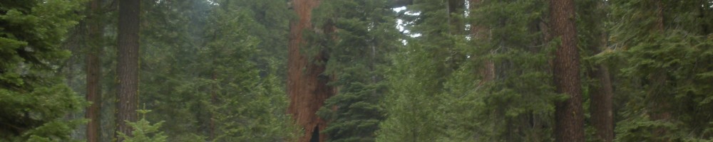 Yosemite: Mariposa Grove