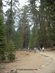 Mariposa Grove: Not a place for solitude, but you can hike past much of the crowd.