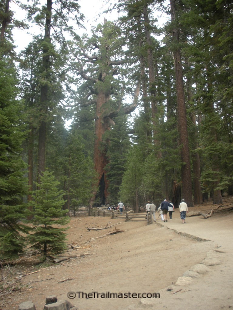 Yosemite Mariposa Grove The - Mariposa Grove Touristas 768x1024 