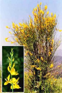 Spanish broom: one of many blooms in Sequoia National Park's lengthy Spring. (NPS)