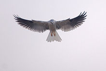 Birds galore over More Mesa, including the showy white-tailed kite.