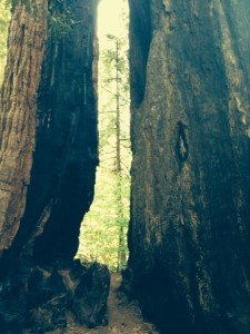 Fire scarred, but still thriving, this sequoia is one of the more unusual trees in the park's magnificent South Grove.