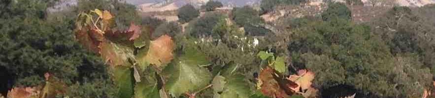 Hike the Santa Ynez Valley Wine Country