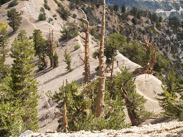 The hike to the summit of Mt Baden-Powell leads past hardy limber pine. (photo by Mitch Barrie)