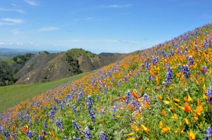 Figueroa Mountain wildflower displays are spectacular. (photo: Los Padres National Forest)