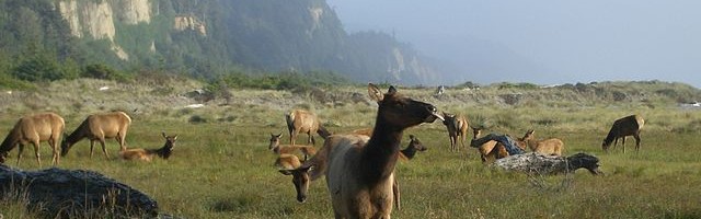 Gold Bluffs Beach a Magnificent Part of California Coastal Trail