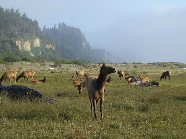 Roosevelt elk roam the bluffs above Gold Bluffs Beach in Prairie Creek Redwoods State Park. The California Coastal Trail at its most magnificent! (Photo SF Wolfman, wikimedia)