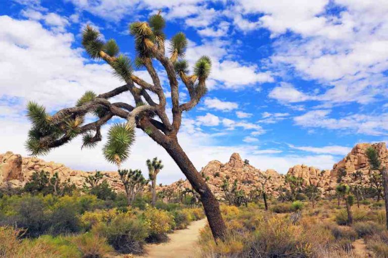 Joshua Trees (and so much more!) on the trail in Joshua Tree National Park.